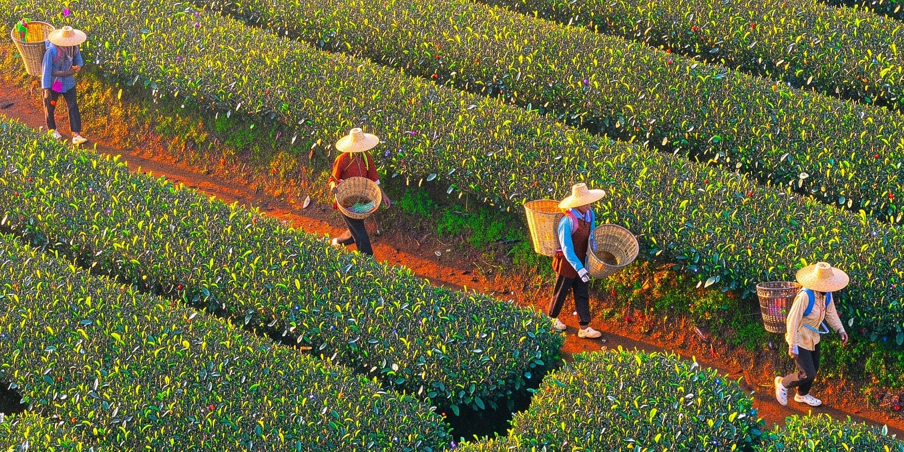 Native-resolution crop from the FLUX 3 Image 4k file showing four tea pickers, straw hats and individual leaves