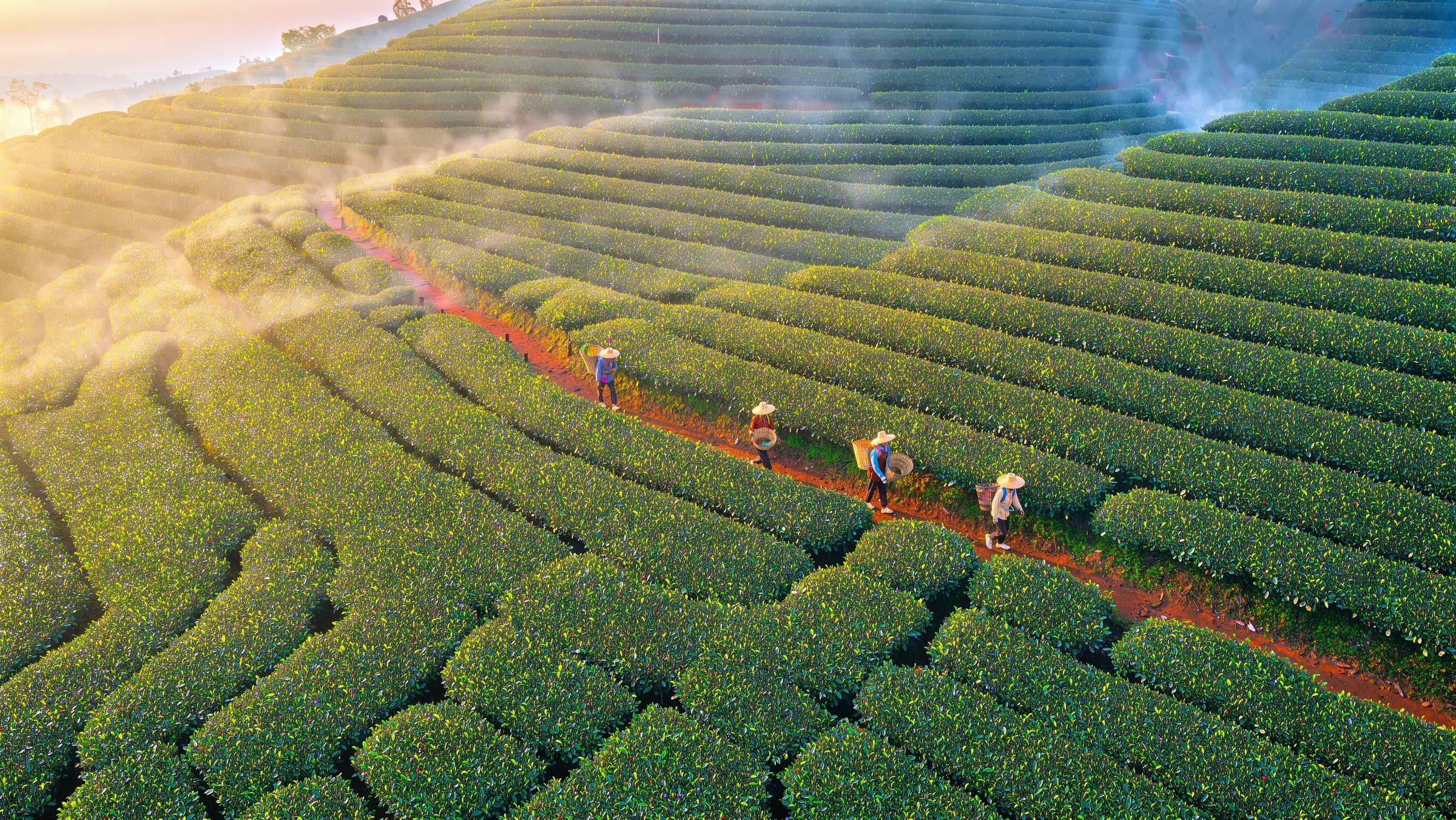 FLUX 3 Image 4k aerial view of misty tea terraces at sunrise with pickers on a red footpath