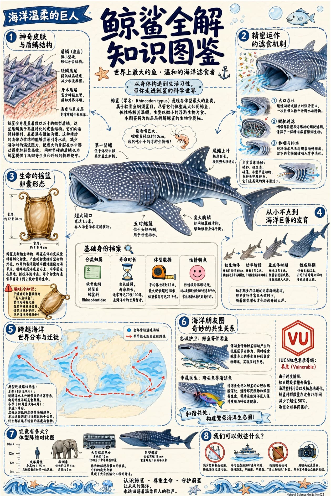 Full whale shark knowledge infographic used to inspect labelled anatomy, lifecycle, map, and scale comparisons